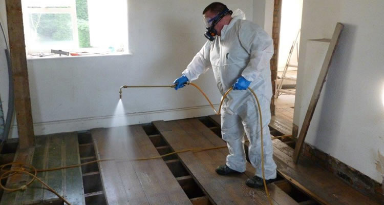 treating woodworm