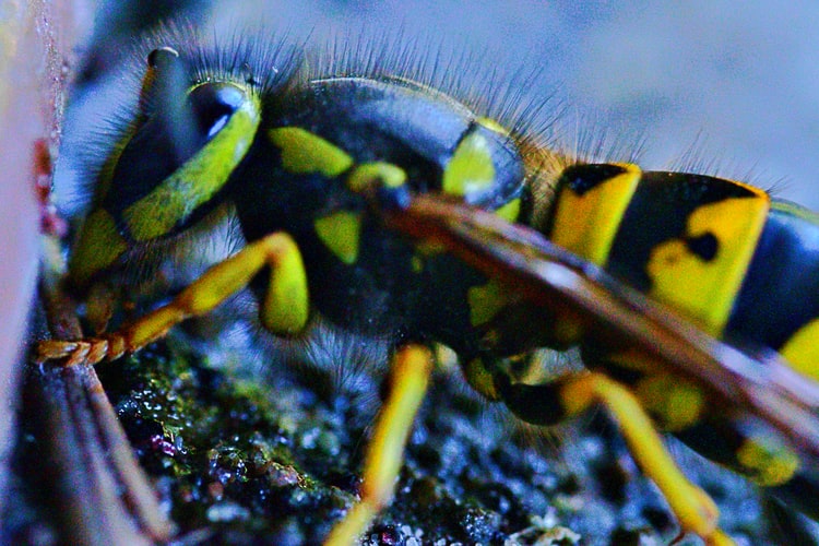 wasp nest removal Edinburgh 